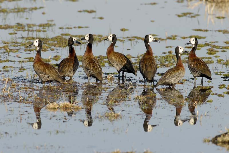 0475_Botswana_Maun_Dendrocygnes_veuf