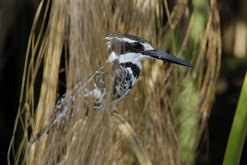 0822_Botswana_Xakanaxa_Alcyon_pie