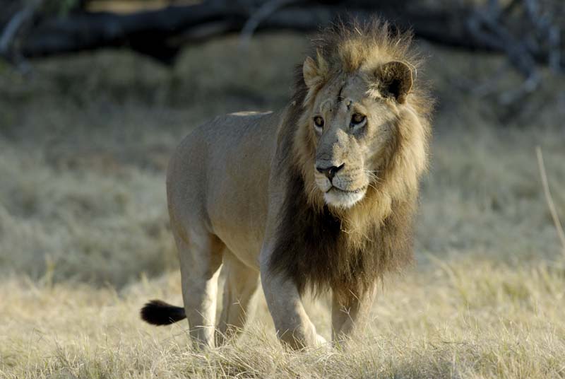 1551_Botswana_Xakanaxa_Lions