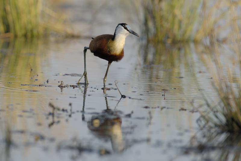 1703_Botswana_Xakanaxa_Jacana_a_poitrine_dores