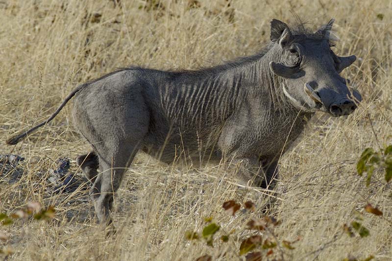 2095_Botswana_Khwai_Phacocheres_1
