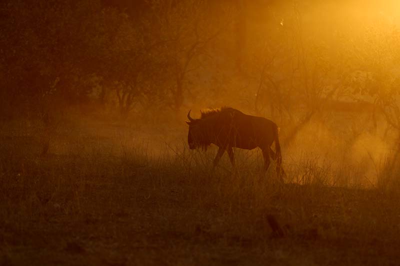 2634_Botswana_Khwai_Gnous