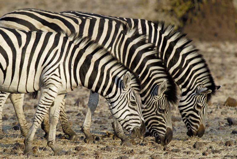 3985_Botswana_Chobe_Zebres