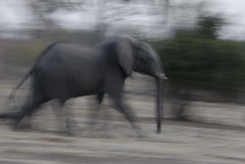 4122_Botswana_Chobe_Elephants