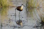 1703_Botswana_Xakanaxa_Jacana_a_poitrine_dores