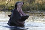 2313_Botswana_Khwai_Hippopotames