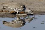 2732_Botswana_Khwai_Outardes_kori_1
