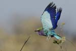 2999_Botswana_Savuti_Rollier