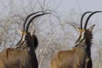 4952_Botswana_Chobe_Hippotragues_noirs