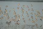 Becasseaux_060122_LT_037