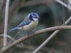 Mesange_bleue_060212_Saclay_22