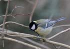 Mesange_charbonniere_060212_Saclay_23