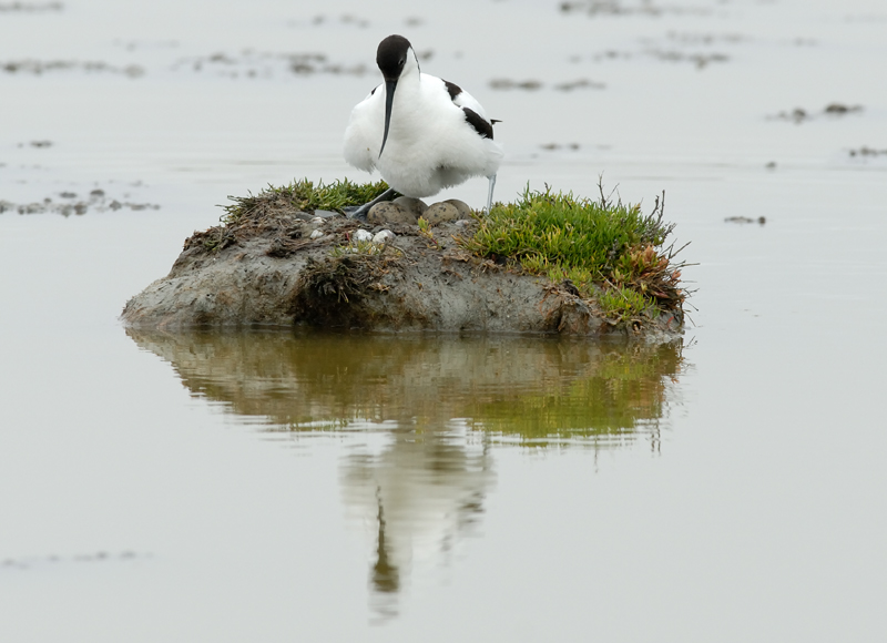 060528_avocette_oeufs_300