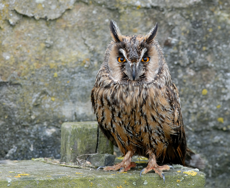 060528_hibou_013