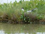 060528_Sterne_234
