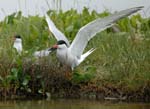 060528_Sternes_220