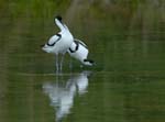 060528_avocettes_273