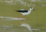 060528_echasse_110