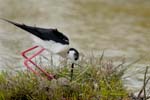 060528_echasse_134