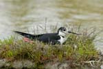 060528_echasse_137