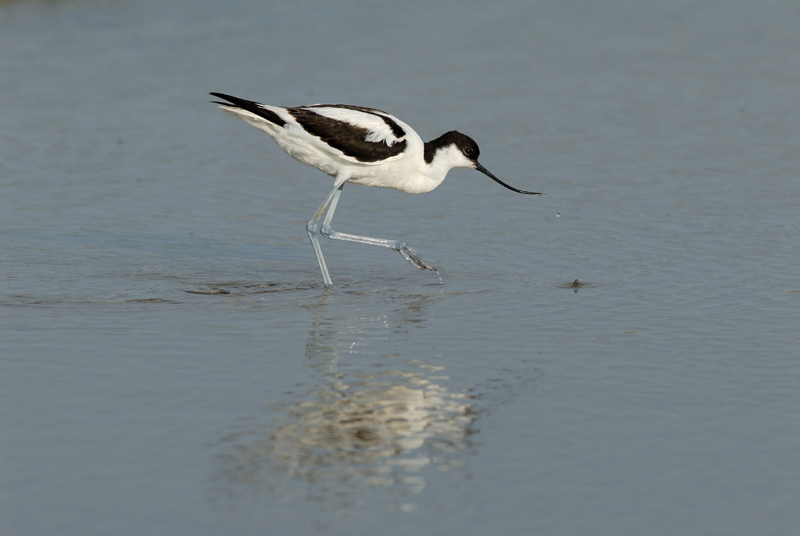 060611_LT_avocette_008