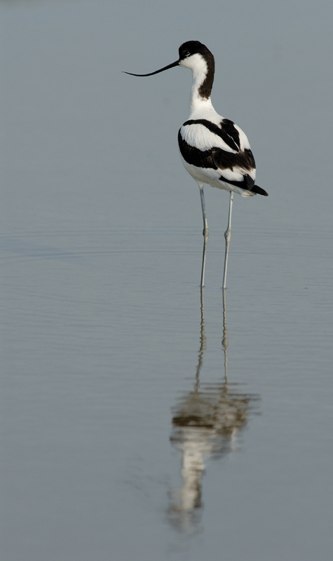 060611_LT_avocette_014