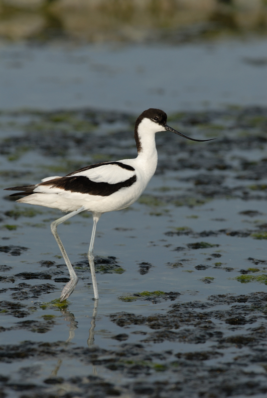 060611_LT_avocette_022