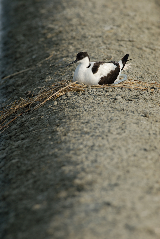 060611_LT_avocette_au_nid_029