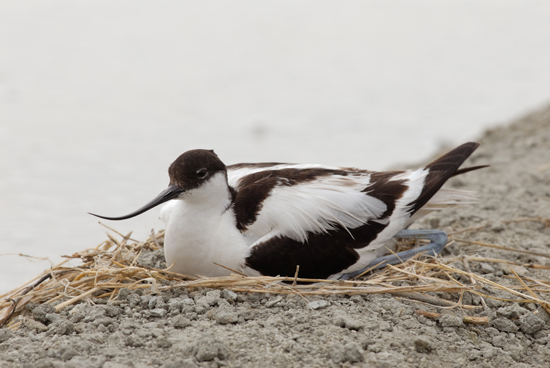 060611_LT_avocette_au_nid_118