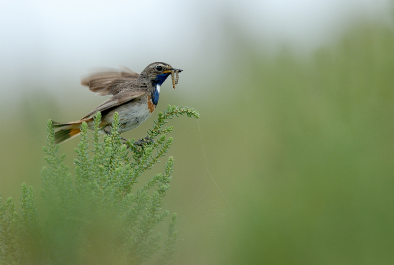 060624_Gorge_bleue_14