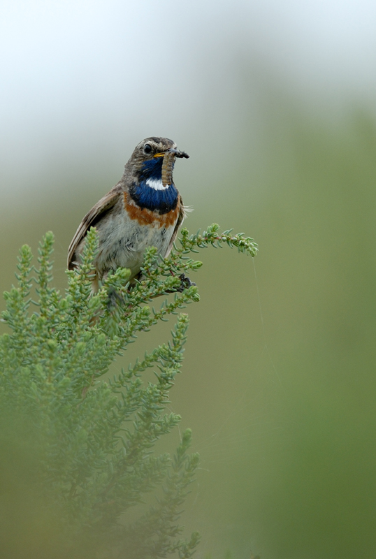060624_Gorge_bleue_19