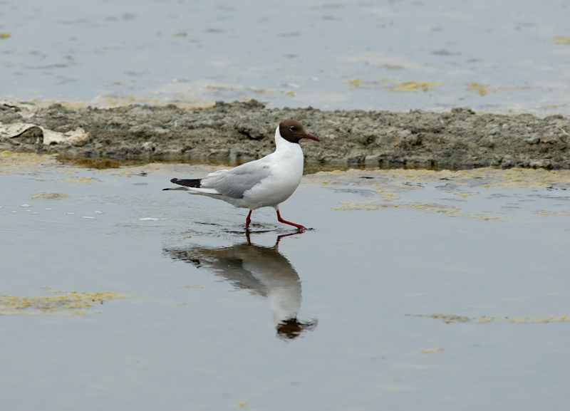 060624_Mouette_13
