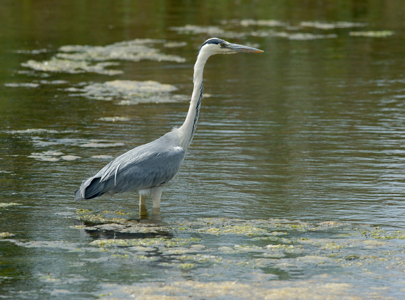 h060625_heron_13