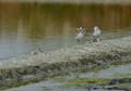 060611_LT_avocettes_poussins_070