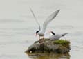 060611_LT_sternes_087