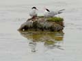 060611_LT_sternes_097