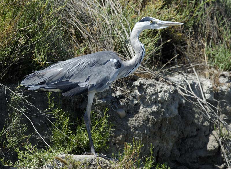 060809_Herons_10