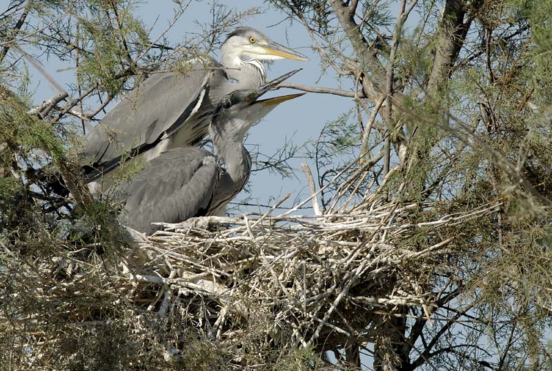 060809_Herons_26