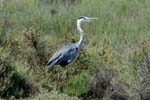060809_Herons_04