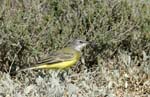 060811_Bergeronnette_printaniere_02