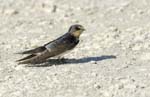 060811_Martinets_03