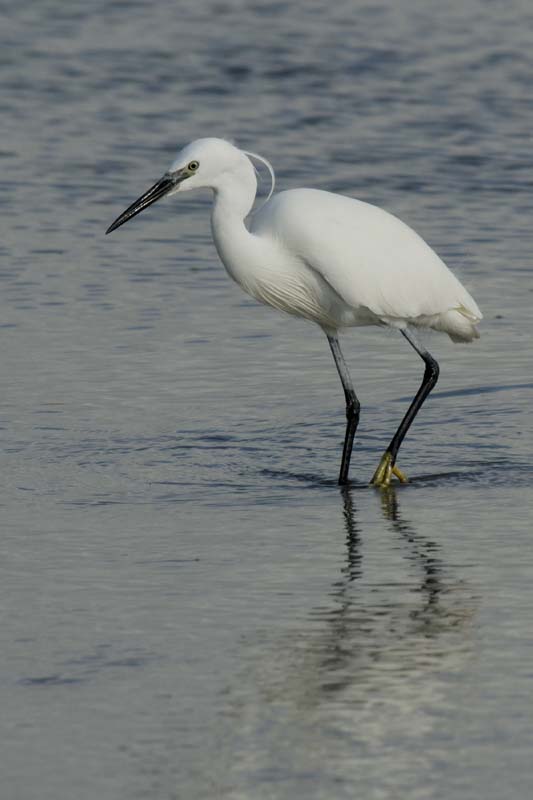 070218_Marais_Guerande_Aigrette_036