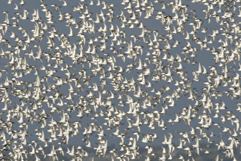 070218_Marais_Guerande_Becasseaux_100