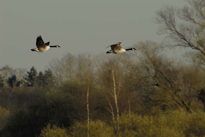 070311_Saclay_Etangs_Bernaches_Canada_188
