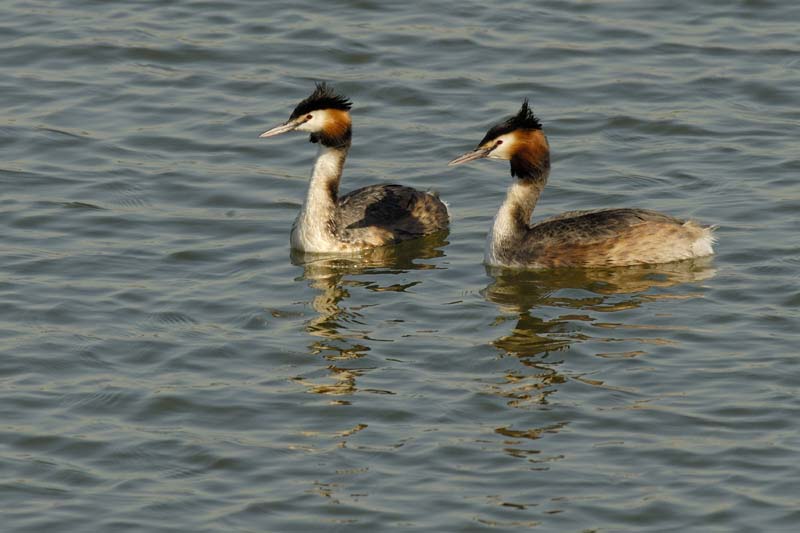 070311_Saclay_Etangs_Grebes_huppe_083
