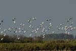 070218_Marais_Guerande_Avocettes_129