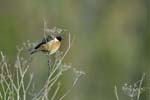 070218_Marais_Guerande_Tarier_patre_239