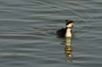 070311_Saclay_Etangs_Grebes_huppe_115