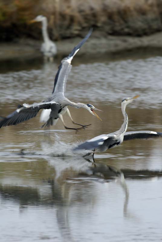 071027_herons_ibis_023