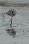 071027_herons_ibis_121